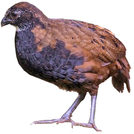Black-Breasted Wood Quail